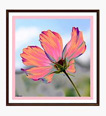 Cosmos Photographic Print