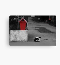Cat Mail Canvas Print