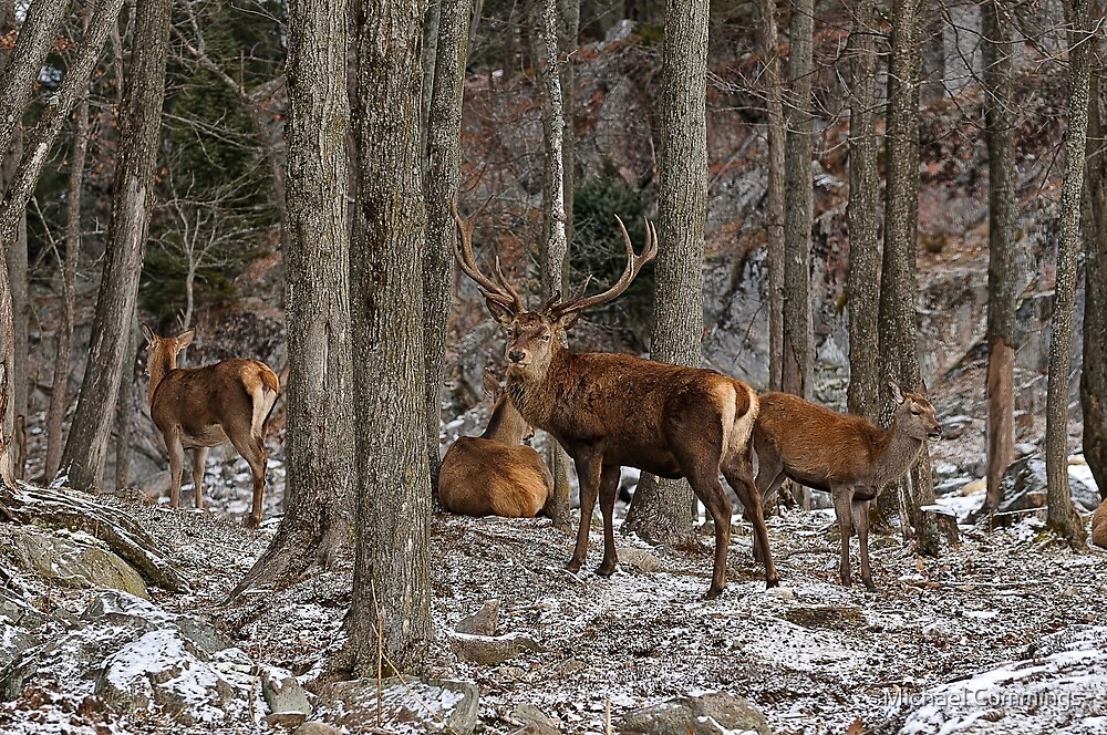 Elks In The Woods by Michael Cummings