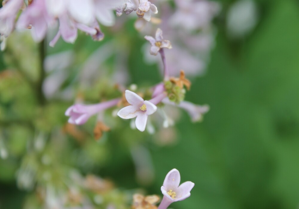 "Carnegie, PA Lonely Lilac Bloom" by ACImaging Redbubble