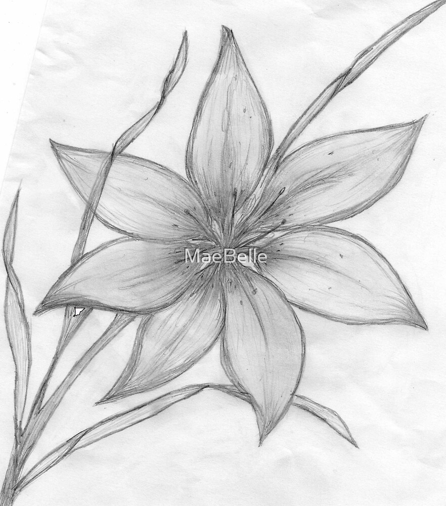 Lily Pencil Drawing by MaeBelle Redbubble