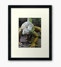 Green Iguana Framed Print
