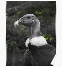 Andean Condor Poster
