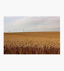Golden Field Photographic Print