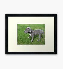 Gorgeous Baby, Blue Pit Bull Puppy Dog With Wrinkles Framed Print