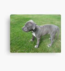 Lámina metálica Gorgeous Baby, Blue Pit Bull Puppy Dog con arrugas