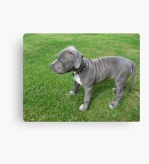 Gorgeous Baby, Blue Pit Bull Puppy Dog With Wrinkles Canvas Print