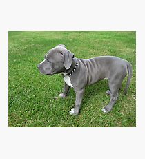 Gorgeous Baby, Blue Pit Bull Puppy Dog With Wrinkles Photographic Print