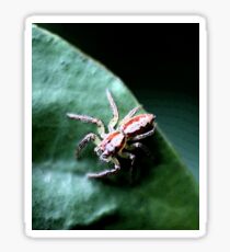 Spider Sticker
