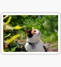 Calico cat Sticker