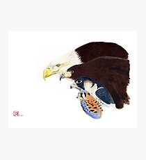 Raptors Photographic Print