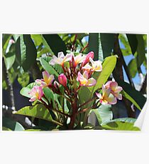 Sunhine and flowers Poster