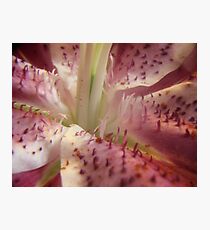 Star Gazer Lily in Macro Photographic Print