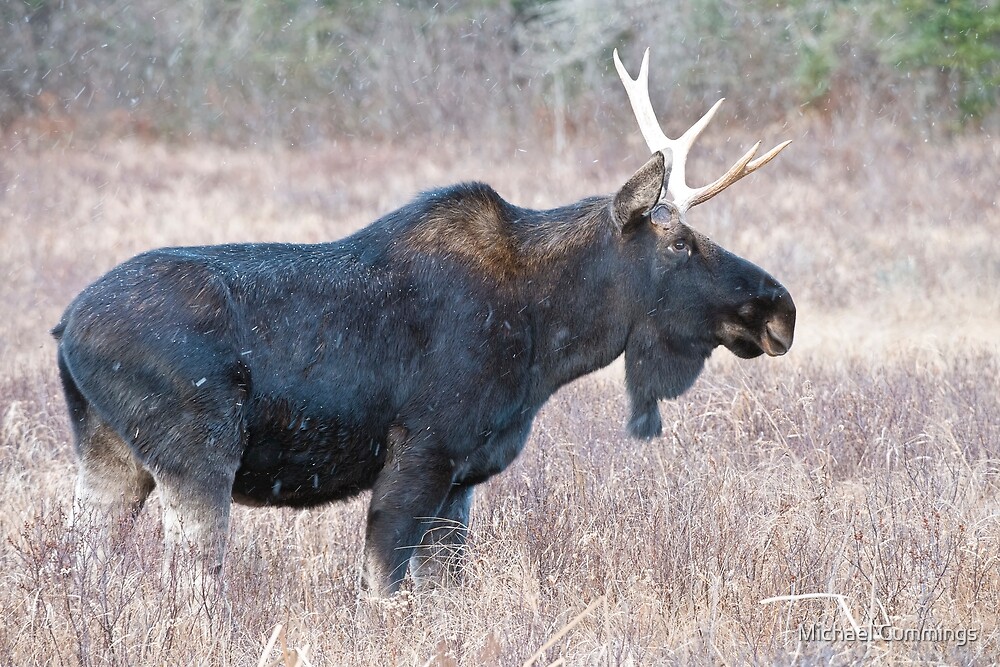 Bull Moose by Michael Cummings