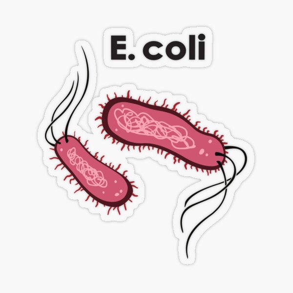 E. coli Transparenter Sticker