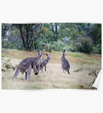 Kangaroo Trio Poster
