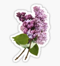LILAC Sticker
