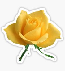 Beautiful yellow rose Sticker