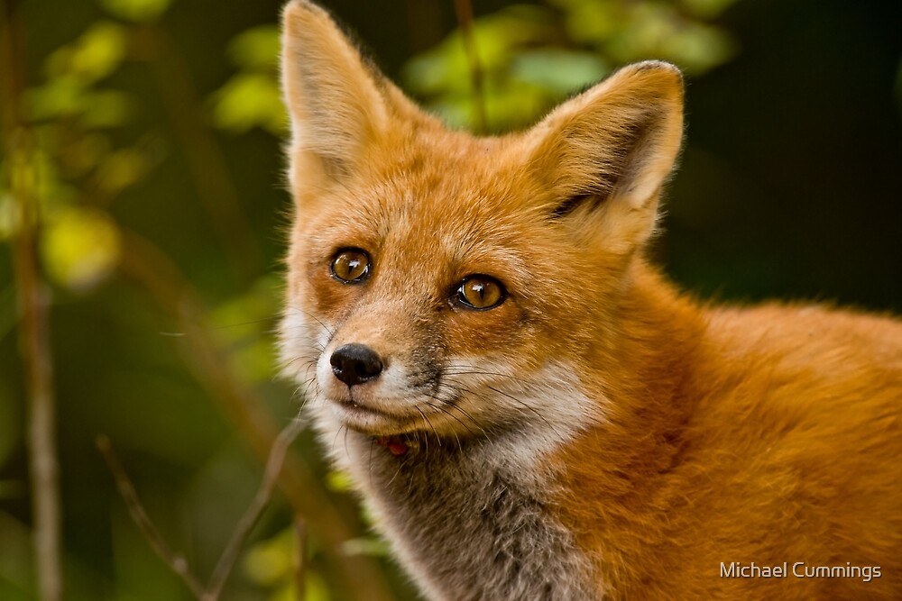 Red Fox by Michael Cummings