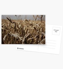Corn Field Postcards