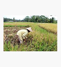 Hard at work in the rice feilds Photographic Print