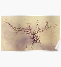 Olfactory bulb neuron - pencil and watercolor Poster