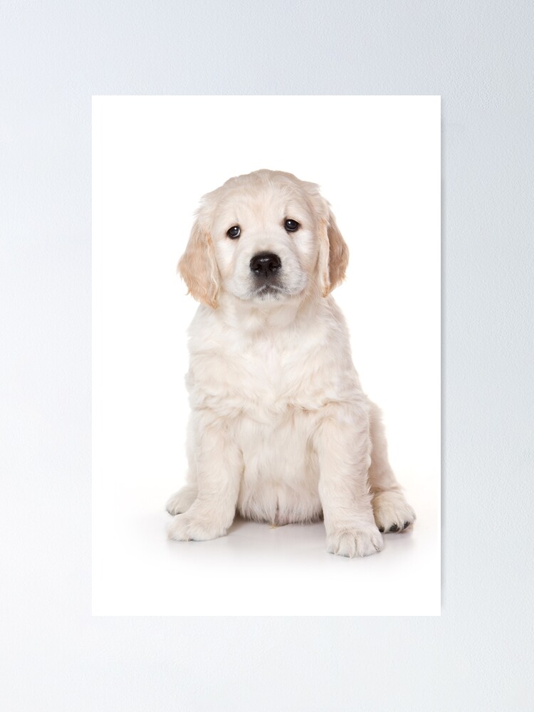 Fluffy White Puppy Dog Golden Retriever Labrador Poster By