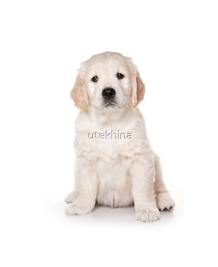 Adorable Fluffy Cute Dogs Golden Retriever Puppies