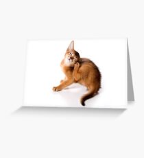 Lovely fluffy kitten Abyssinian cat Greeting Card