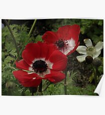 Bright Red Poppy Twins..Macro Poster