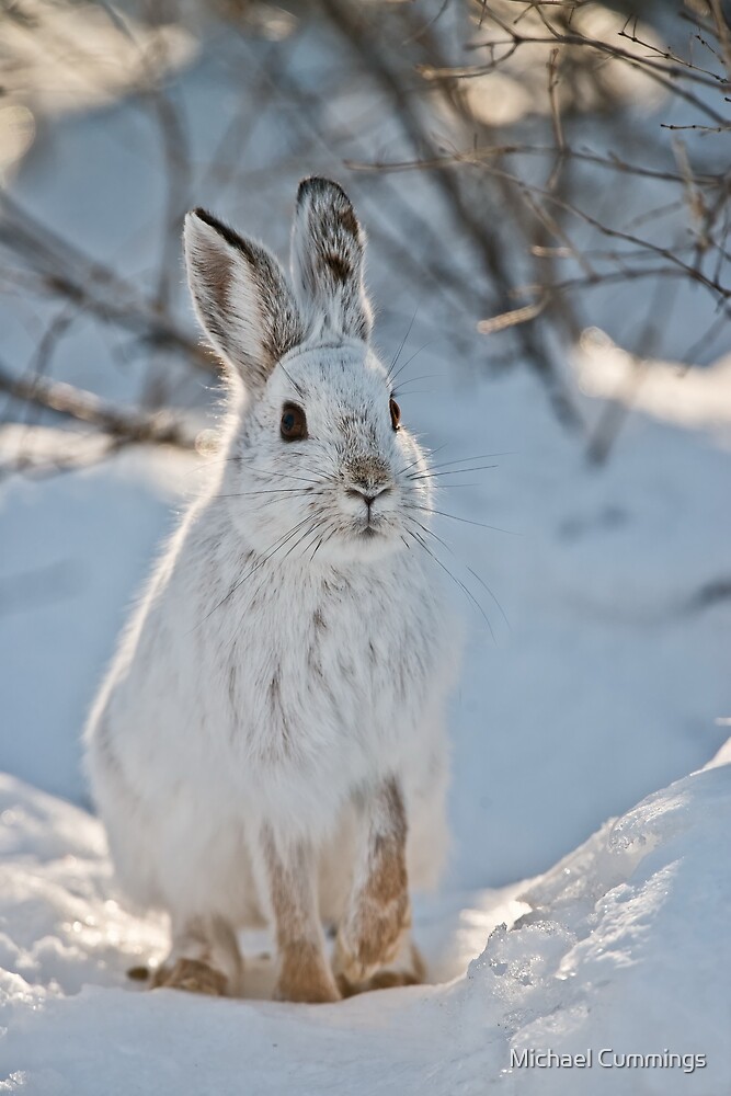 Snow Shoe Hare by Michael Cummings