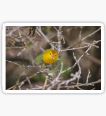 Warbler Sticker