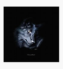"The Look Back" Timber Wolf Portrait Photographic Print