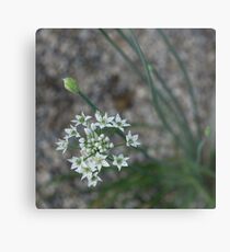 Calming Grays and White Stars Metal Print