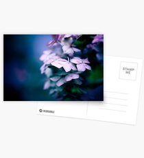 Passionate Hydrangea Postcards