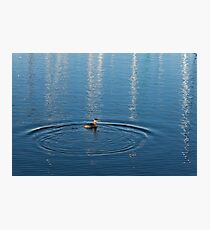 Ripples and Circles – Red-Necked Grebe Photographic Print