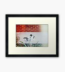 Black & White Cat Framed Print
