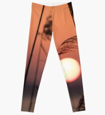 Sunset through the canes, Monte del Lago, Lago Trasimeno, Umbria, Italy Leggings