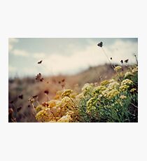 Meadow of Wildflowers Photographic Print