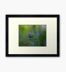 Love-In-The -Mist -Nigella Damascene Framed Print