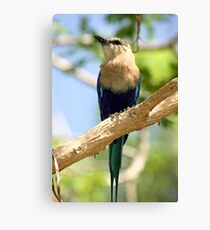 Perched Canvas Print