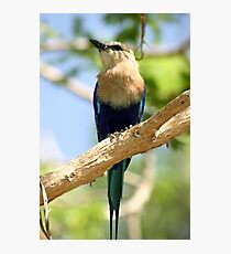 Perched Photographic Print