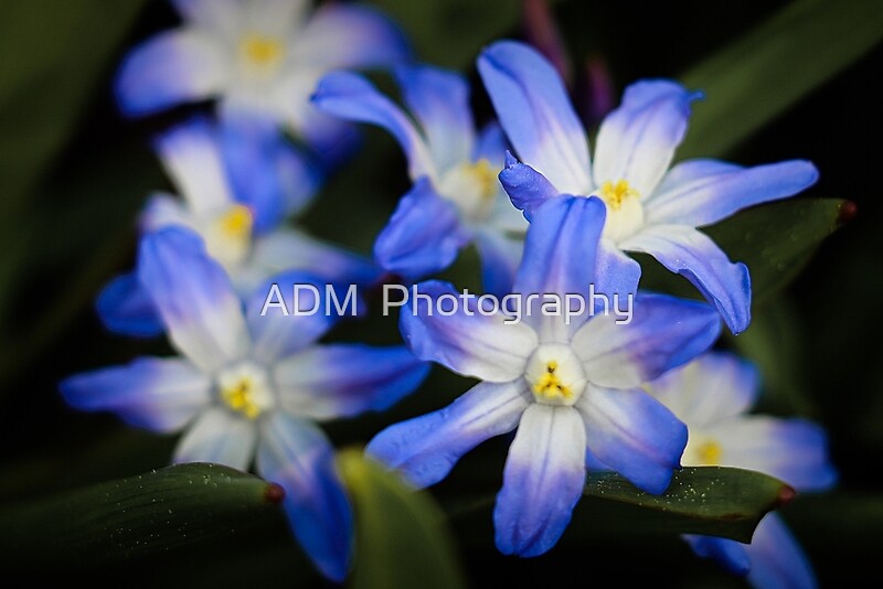 "Glories of the Snow Flower" by ADM Photography Redbubble