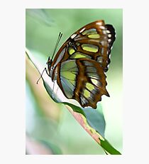 Butterfly Photographic Print