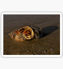 Hermit Crab on Fahan Beach Sticker