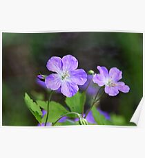 Wildflowers Poster