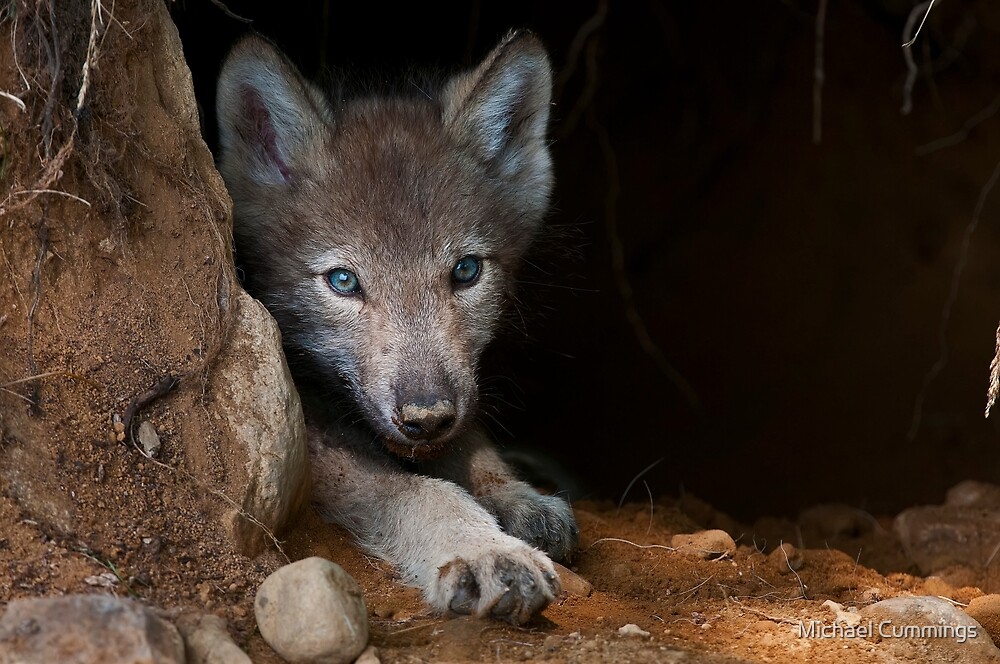Young Gray Wolf by Michael Cummings