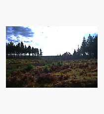Heide Fotodruck