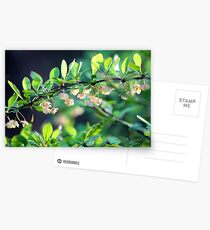 Naturalized Japanese Barberry Blossoms Postcards