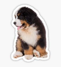 Bernese Mountain Dog puppy Sticker